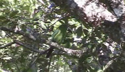 Tucanete Esmeralda (caeruleogularis) - ML201205391