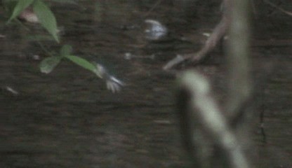 kolibřík purpurovohlavý - ML201205561