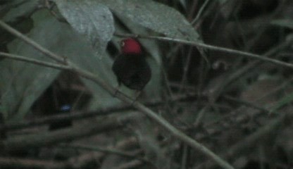 Red-capped Manakin - ML201205571