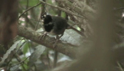 White-eared Ground-Sparrow (White-eared) - ML201205741