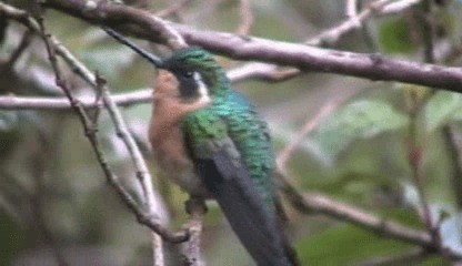White-throated Mountain-gem (Gray-tailed) - ML201205761