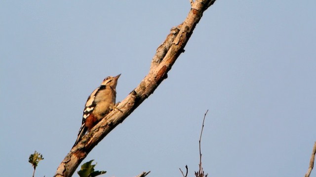 Great Spotted Woodpecker (Great Spotted) - ML201205851