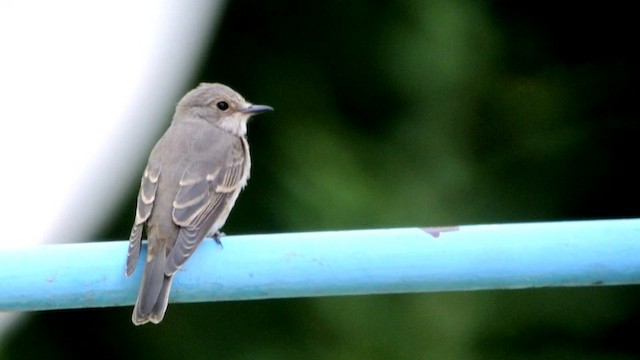Spotted Flycatcher (Spotted) - ML201205941