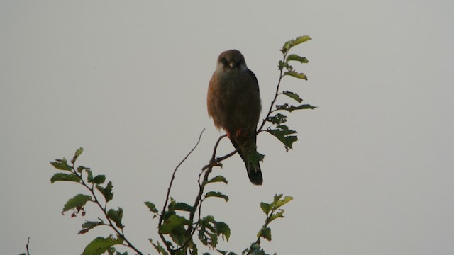 Red-footed Falcon - ML201205951