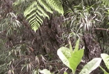 アカオマユミソサザイ（euophrys グループ） - ML201206391