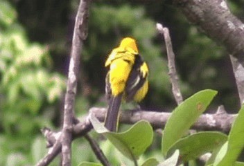 Yellow-tailed Oriole - ML201206481