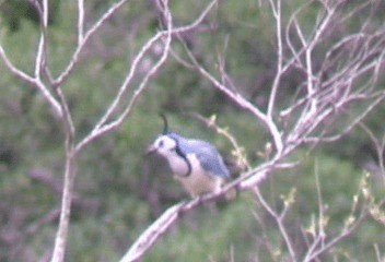 White-throated Magpie-Jay - ML201206501