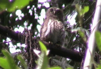 Andean Pygmy-Owl - ML201206571
