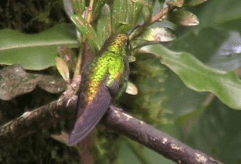 kolibřík měděnohlavý - ML201206601