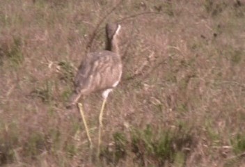 Double-striped Thick-knee - ML201206731