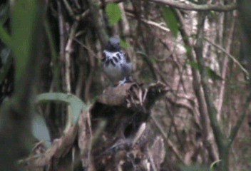 Spotted Antbird - ML201206901