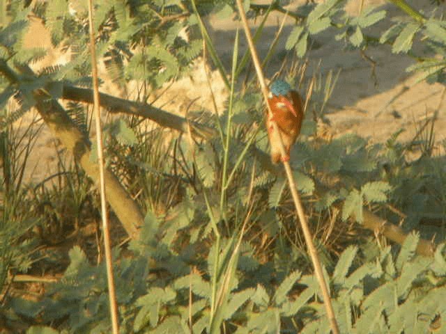 Malachite Kingfisher (Mainland) - ML201207011