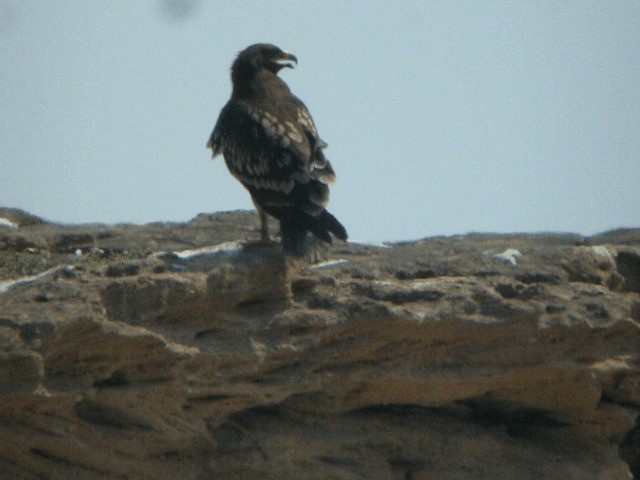Greater Spotted Eagle - ML201207271