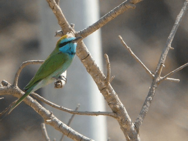 Arabian Green Bee-eater - ML201207281
