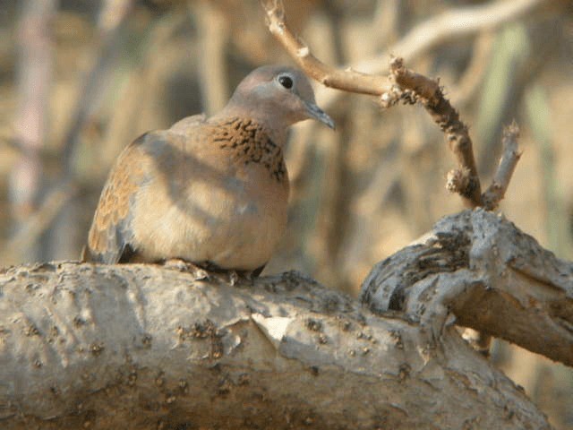 Laughing Dove - ML201207431
