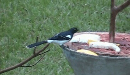 Magpie Tanager - ML201207551