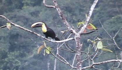 Yellow-throated Toucan (Chestnut-mandibled) - ML201207701