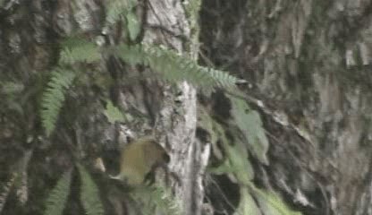 Olivaceous Woodcreeper (Olivaceous) - ML201207721