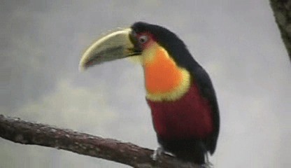 Red-breasted Toucan - ML201207821