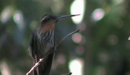 kolibřík pilozobý - ML201207921