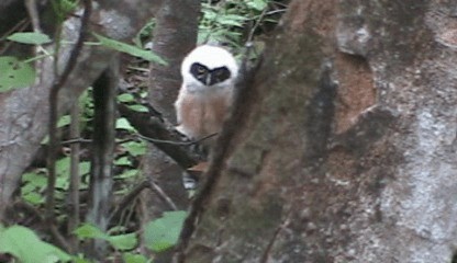 Spectacled Owl - ML201207961