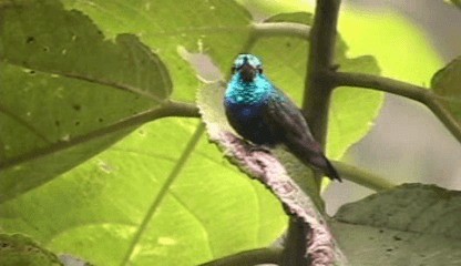 Violet-bellied Hummingbird - ML201208011