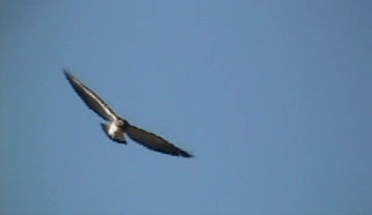 White-tailed Hawk - ML201208051