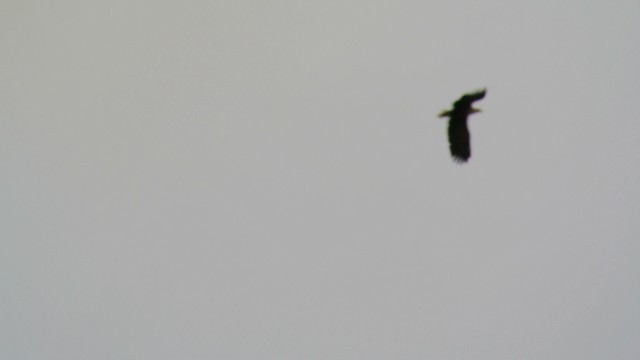 White-tailed Eagle - ML201208501