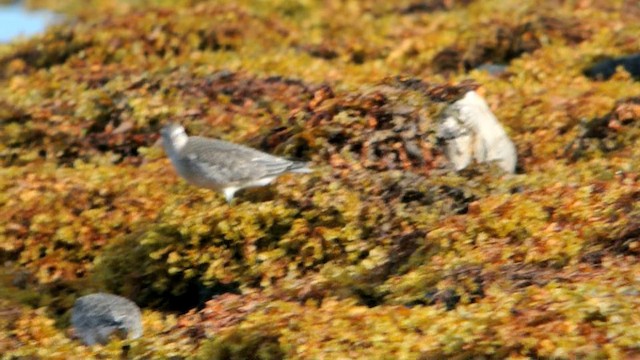 Red Knot - ML201208541