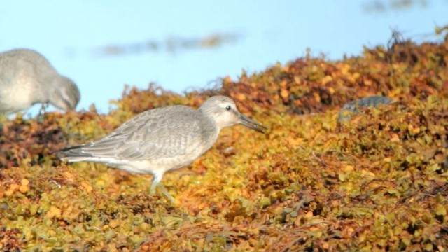 Red Knot - ML201208551