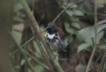 Spotted Antbird - ML201208671