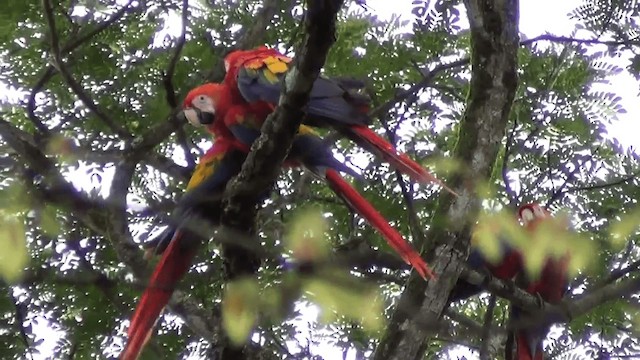 Scarlet Macaw - ML201208681