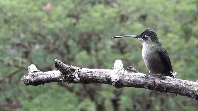 Talamanca Hummingbird - ML201208751