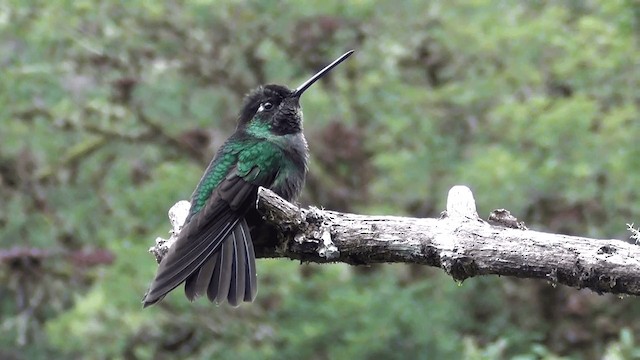 Talamanca Hummingbird - ML201208761