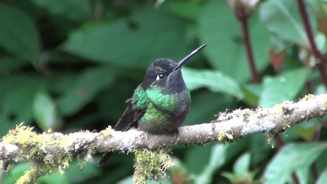 Talamanca Hummingbird - ML201208771