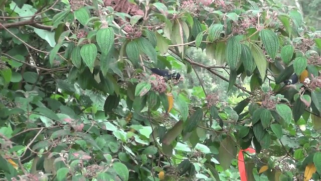 Spangle-cheeked Tanager - ML201208981