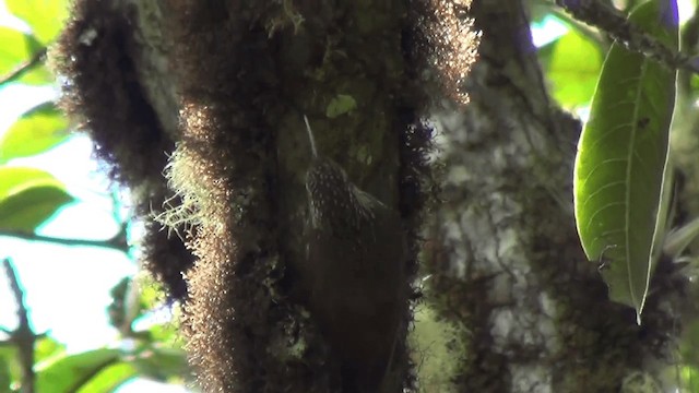 Spot-crowned Woodcreeper (Southern) - ML201209001