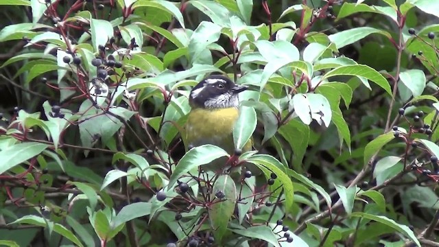 Sooty-capped Chlorospingus - ML201209031