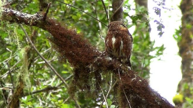 Costa Rican Pygmy-Owl - ML201209051
