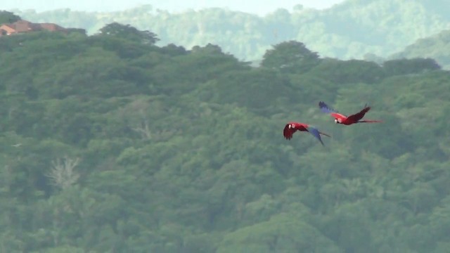 Scarlet Macaw - ML201209121