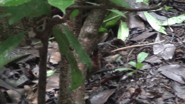 Black-faced Antthrush (Central American) - ML201209191
