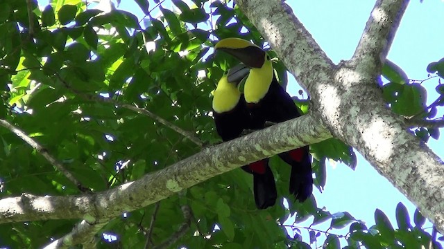 Toucan tocard (swainsonii) - ML201209201