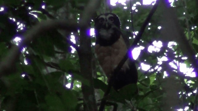 Spectacled Owl - ML201209281