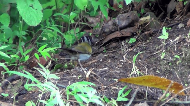 Orange-billed Sparrow (aurantiirostris Group) - ML201209311