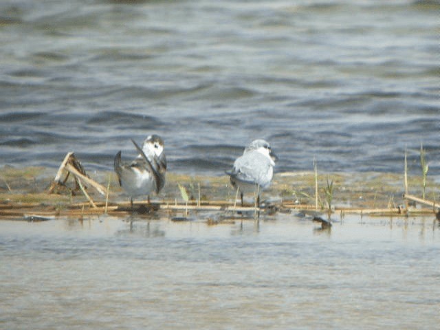 White-winged Tern - ML201209421