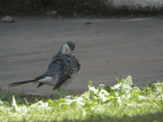White Wagtail (White-faced) - ML201209441