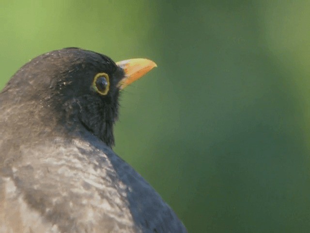 Eurasian Blackbird - ML201210341