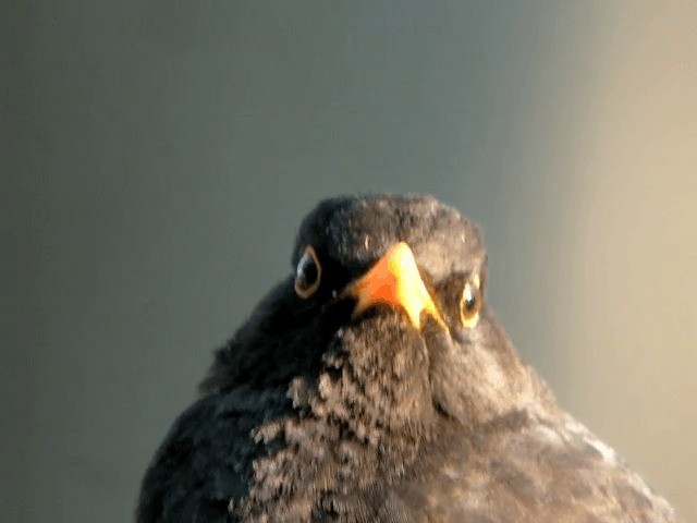 Eurasian Blackbird - ML201210361
