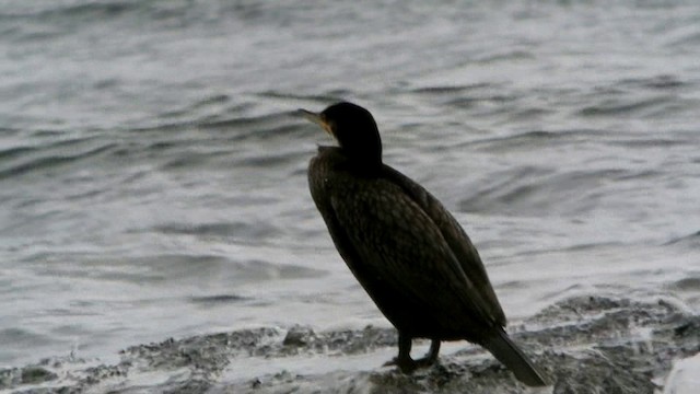 Great Cormorant (North Atlantic) - ML201210531