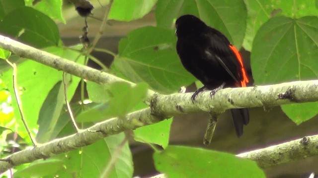 Scarlet-rumped Tanager (Cherrie's) - ML201210941